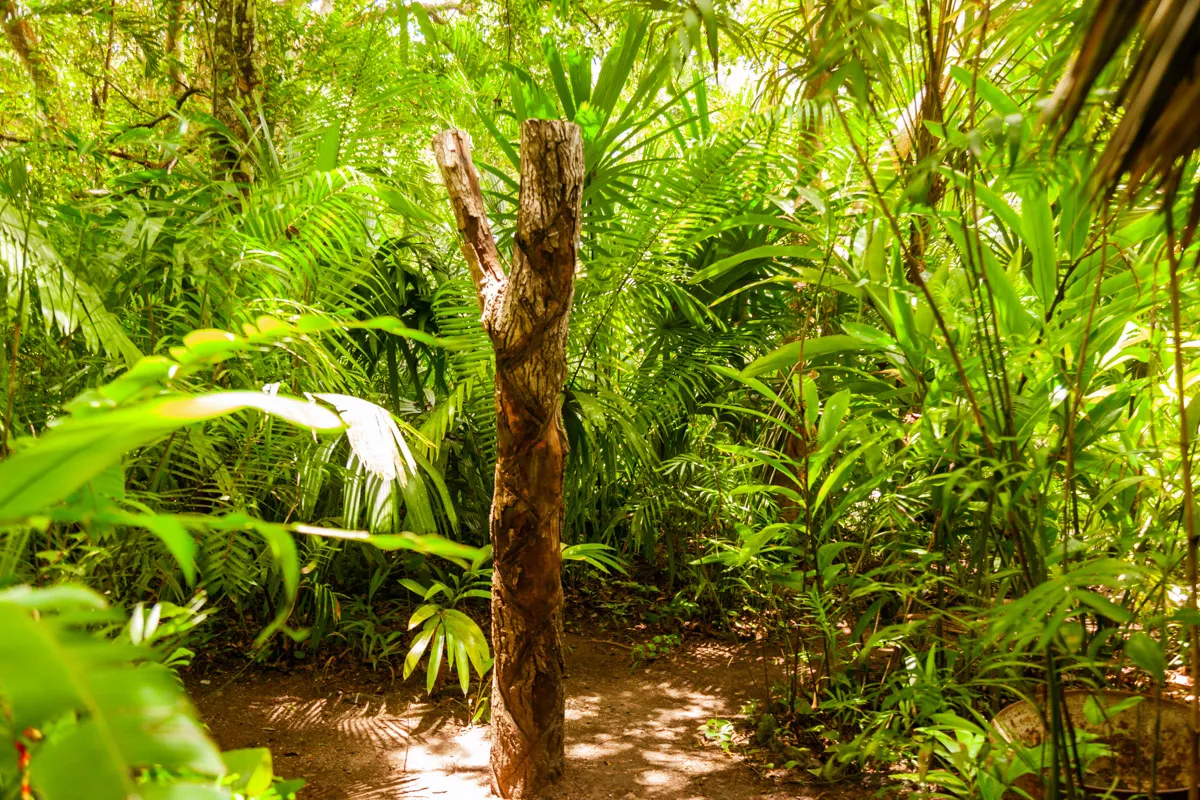 JUNGLE LODGE